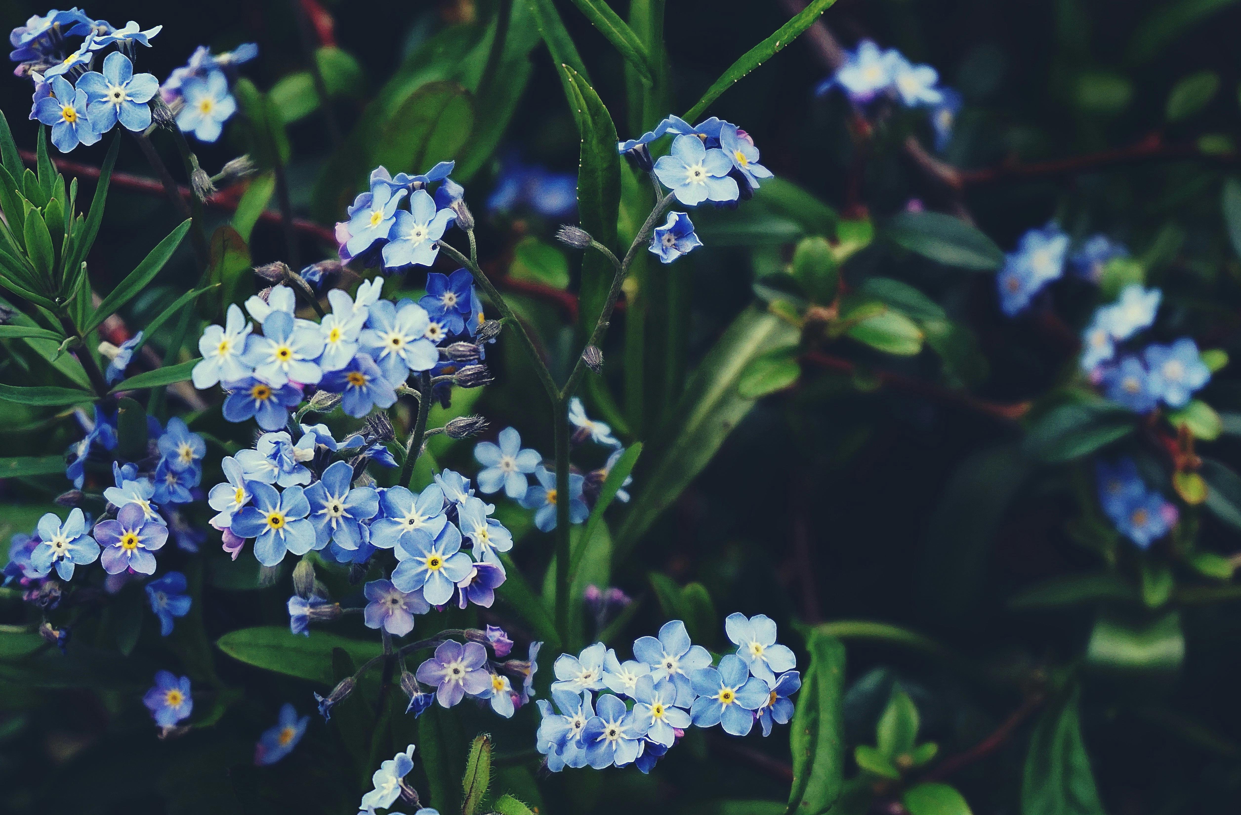 Free stock photo of blue, blue flowers, flora