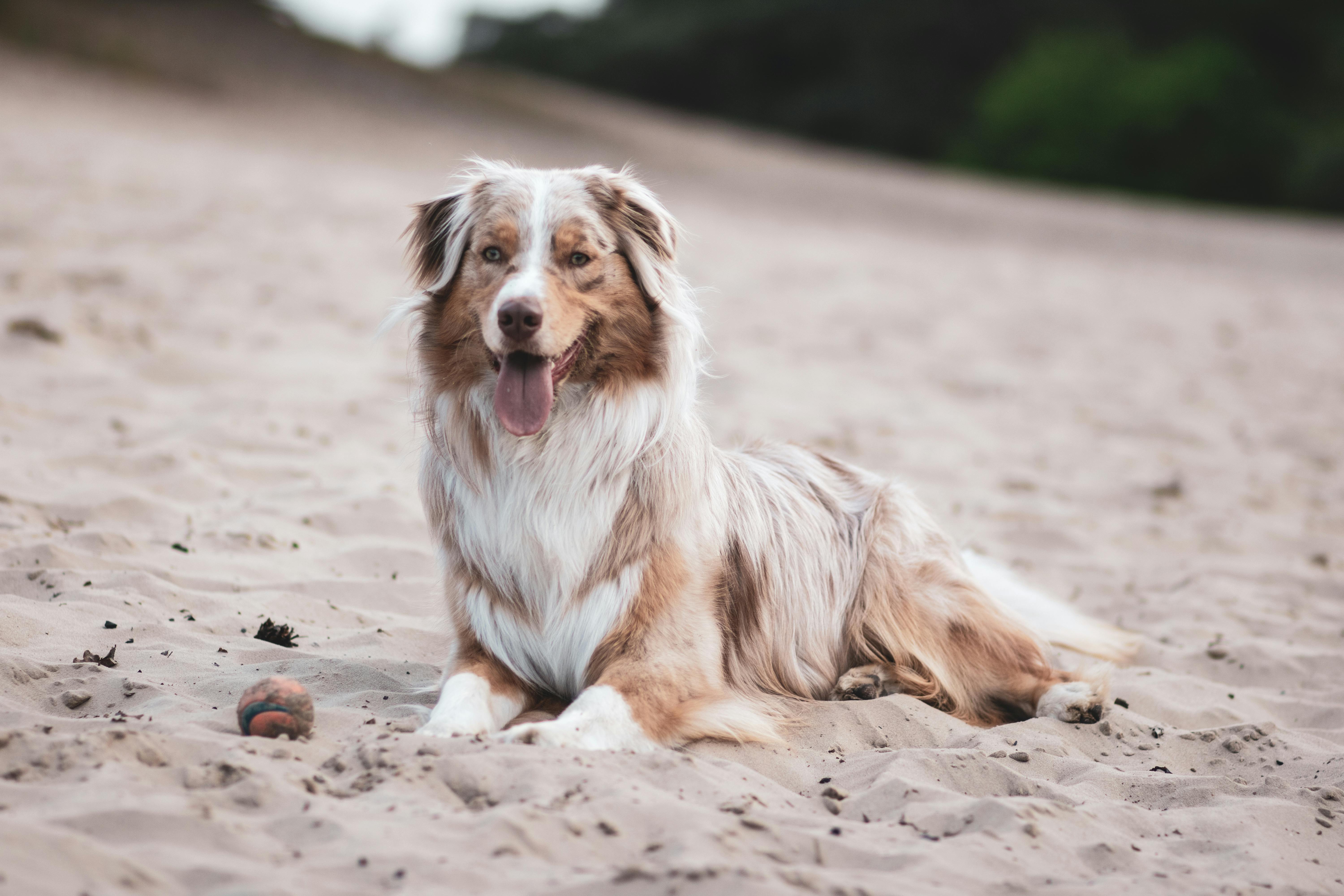 Australian Shepherd image