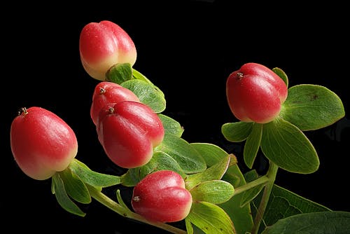 close-up of red nerries