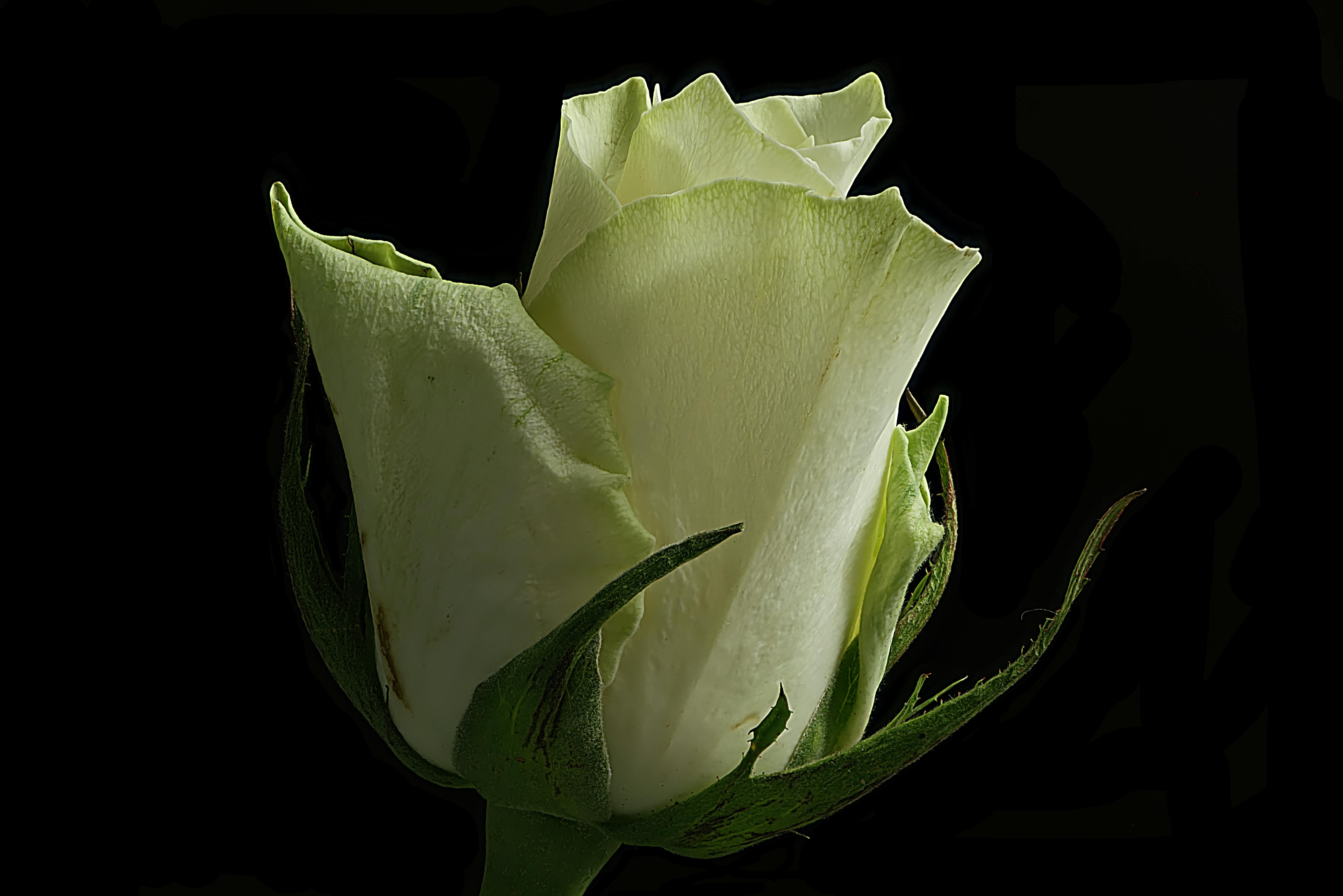 黑色背景上，一朵精致的白色玫瑰花蕾特写，凸显其优雅与纯洁