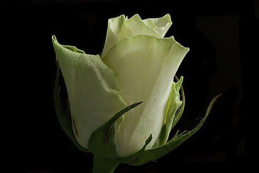 黑色背景上，一朵精致的白色玫瑰花蕾特写，凸显其优雅与纯洁
