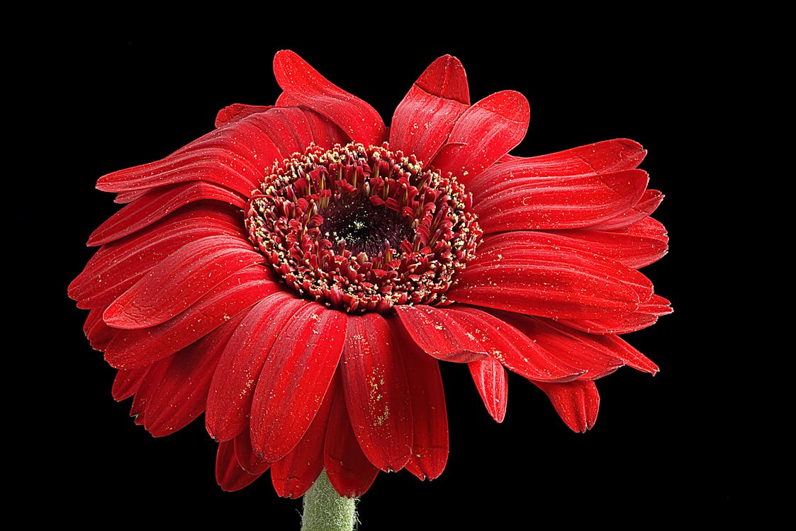 Màu đỏ đậm của Hoa cúc đỏ nền đen tạo nên cuộc cách mạng về màu sắc, tạo nên sự khác biệt và quyến rũ khó cưỡng lại. Bức ảnh tuyệt đẹp này thể hiện sức sống mãnh liệt và đầy nhiệt huyết của loài hoa này, đồng thời cũng mang đến cảm giác huyền bí, hoang dã và tinh thần.