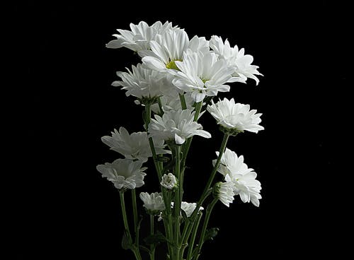 免费 黑色背景的雏菊花的照片 素材图片