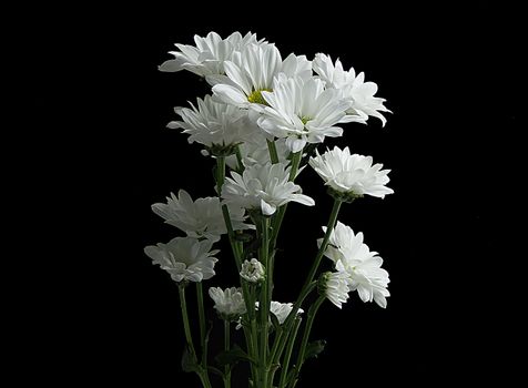 Close-up of white daisies blooming against a black background, showcasing their delicate petals.