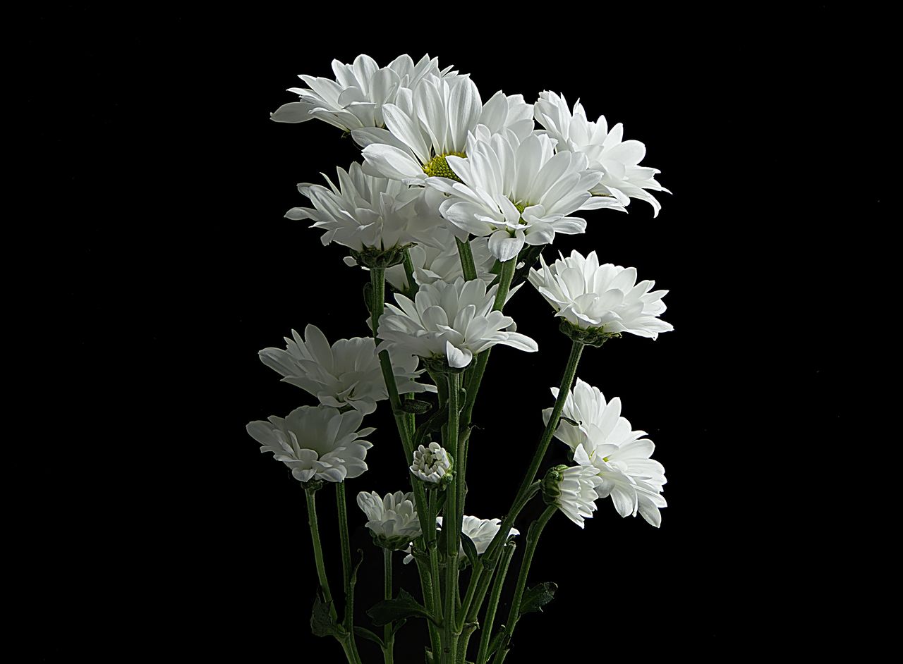 close up of white daisies blooming against a black background showcasi