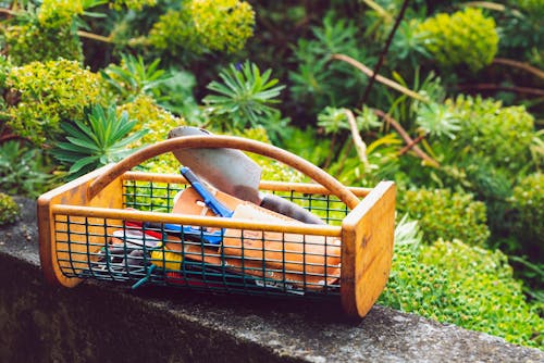What To Prune In September For A Healthy Garden