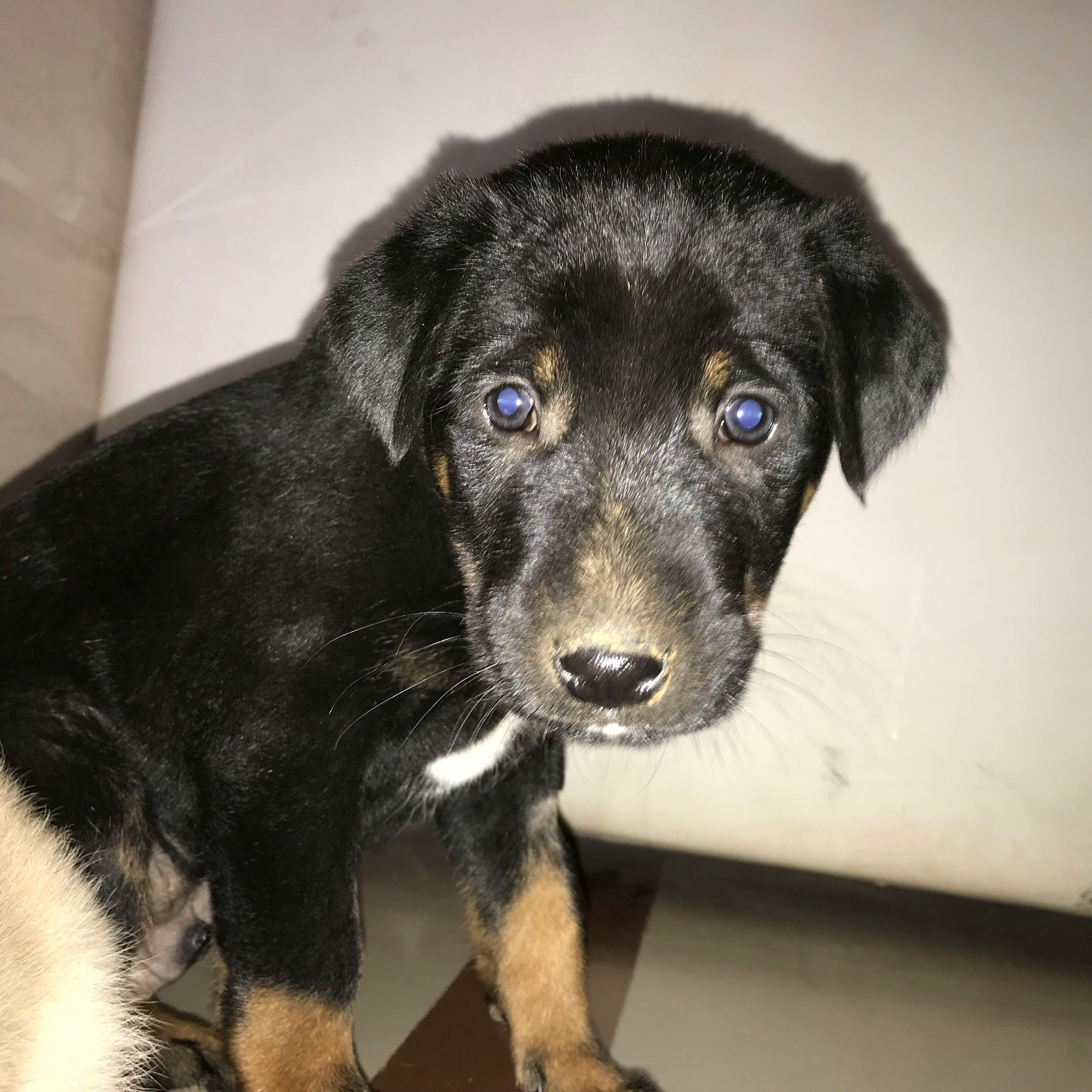 Foto Stok Gratis Tentang Anak Anjing Binatang Imut Binatang Lucu