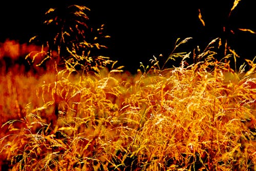 Бесплатное стоковое фото с трава