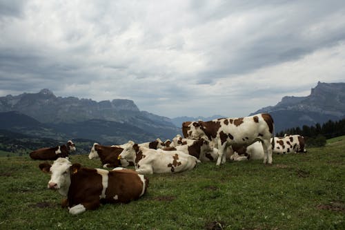 Photos gratuites de alpes, animal, montagne