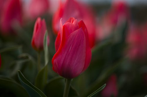 A close up of a single red tulip