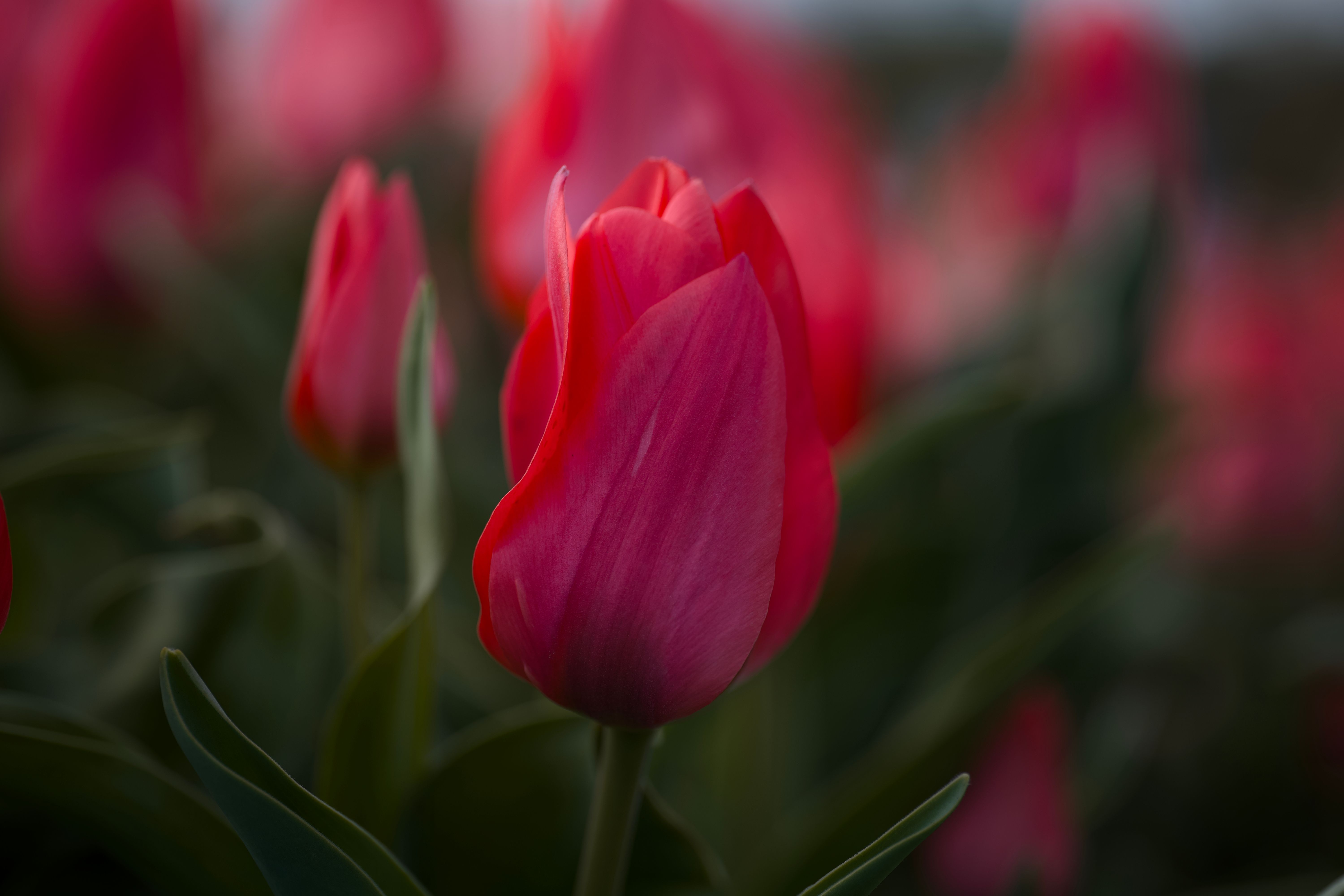Pink Tulips on a Field · Free Stock Photo