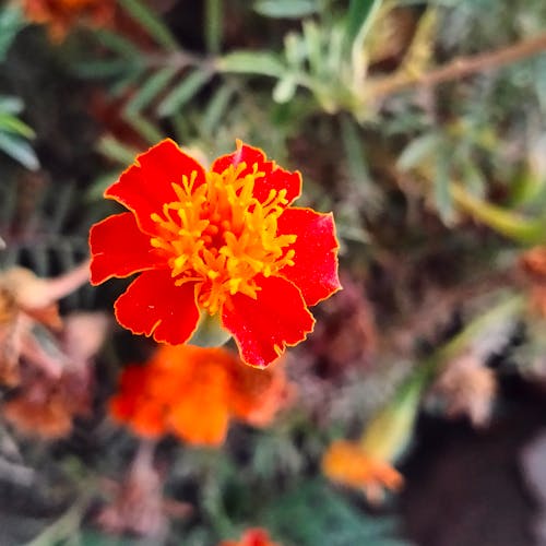 orange flower natural beauty 