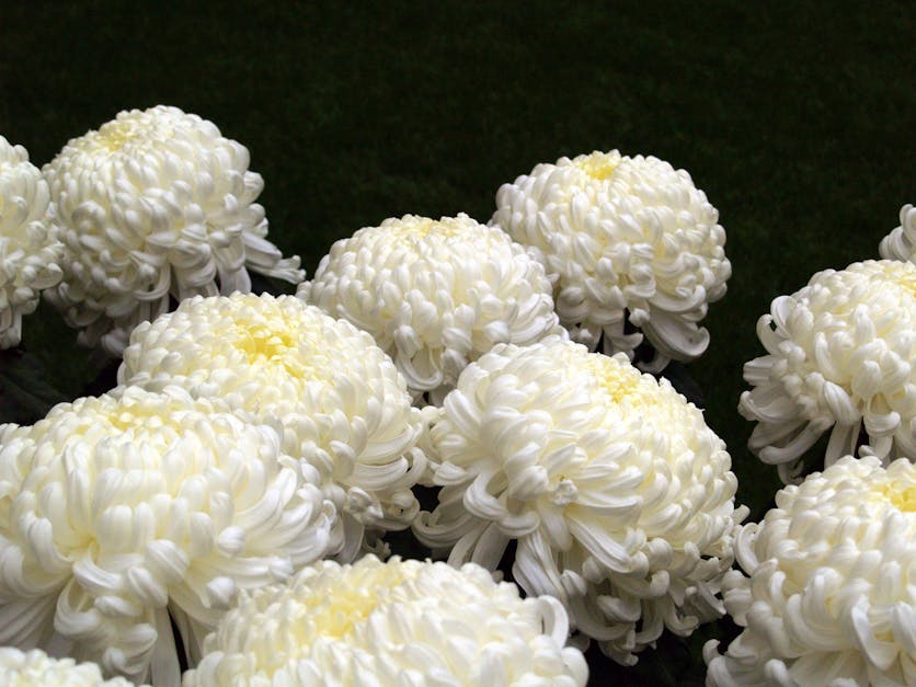 Free stock photo of chrysanthemum, flowers, white