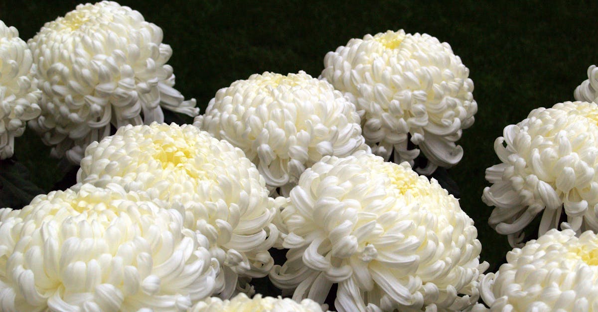 Free stock photo of chrysanthemum, flowers, white