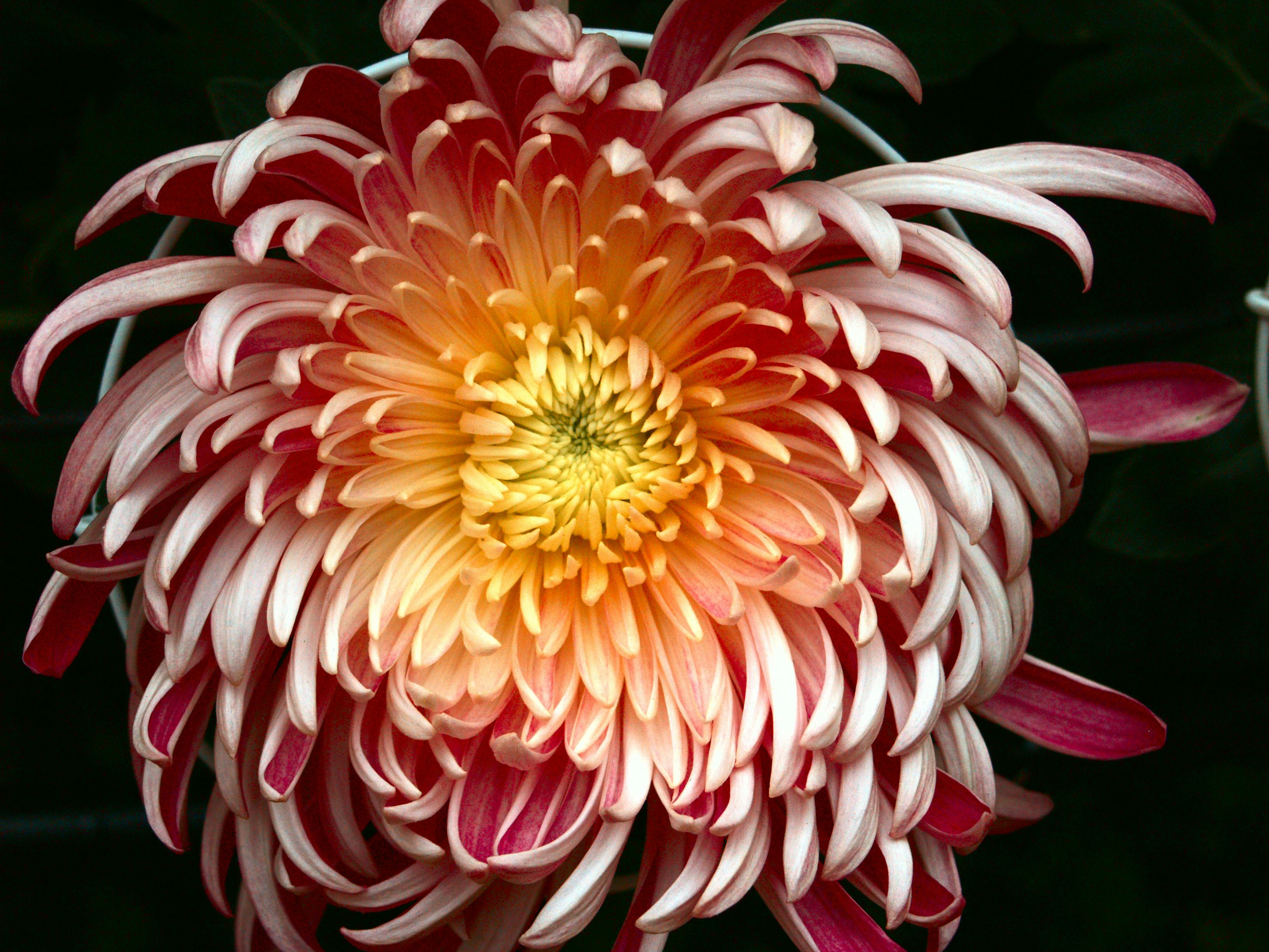 Free stock photo of chrysanthemum, flowers
