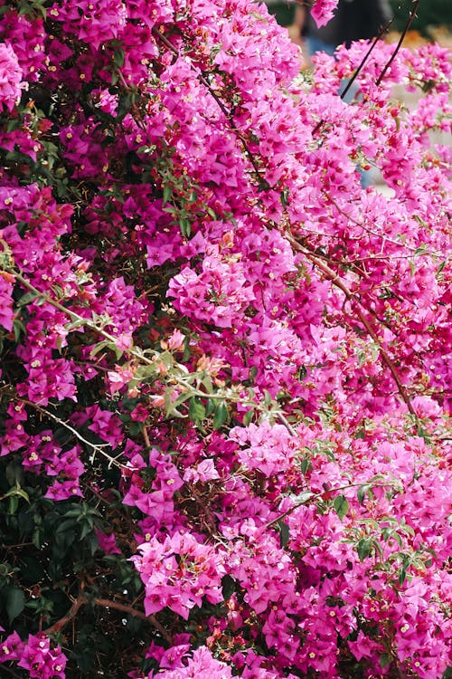 A bush with pink flowers in the middle of a green field