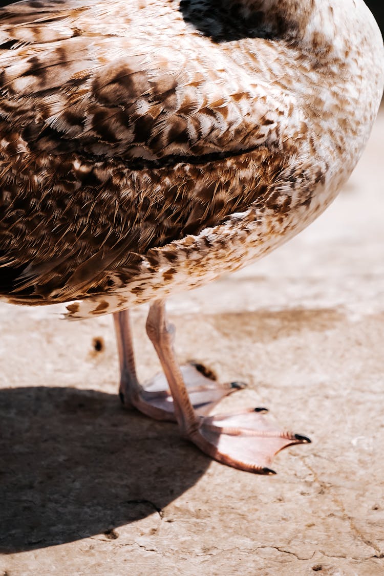 Legs Of Western Gull