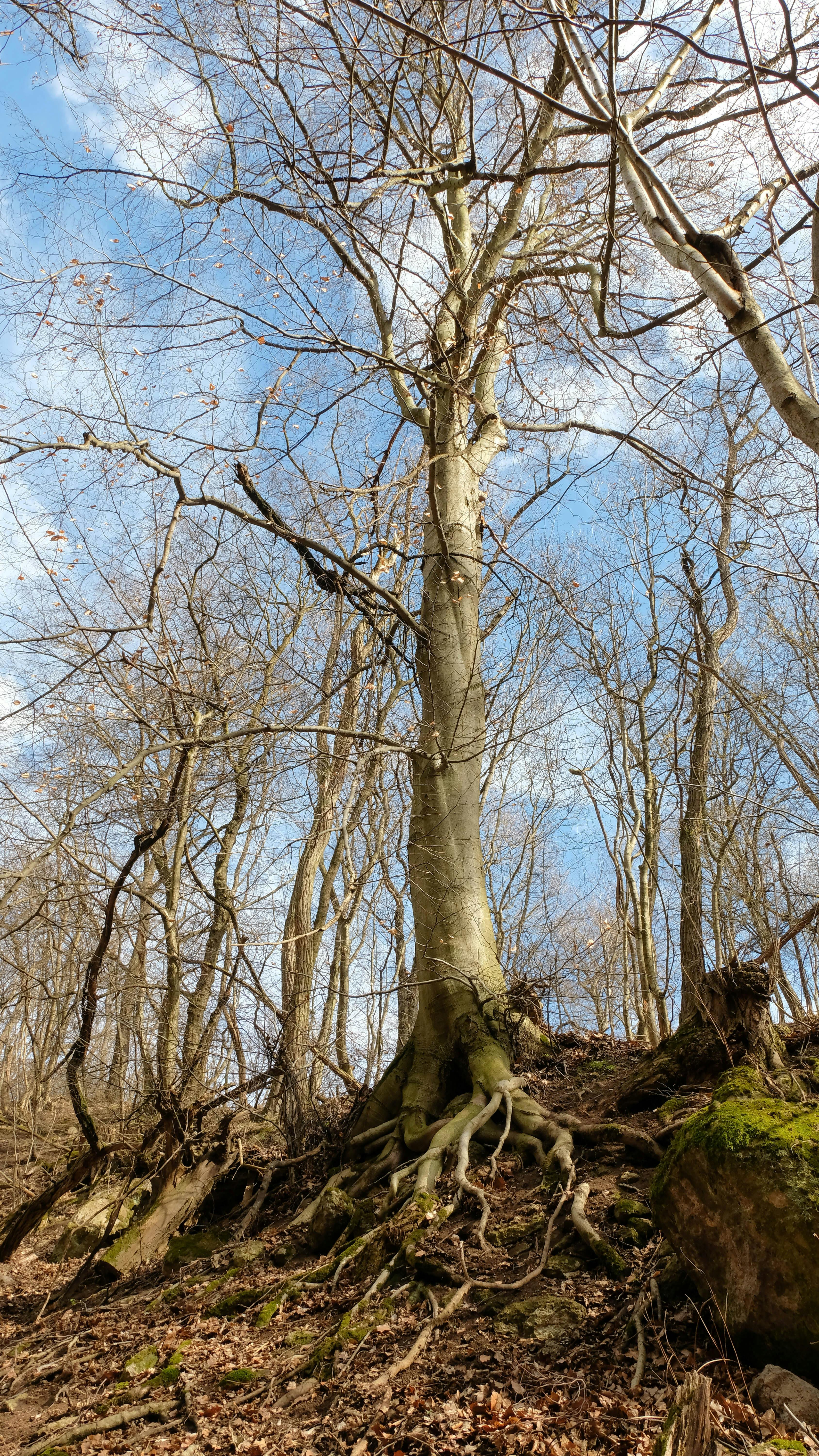 Free Stock Photo Of Nature Background Nature Tree