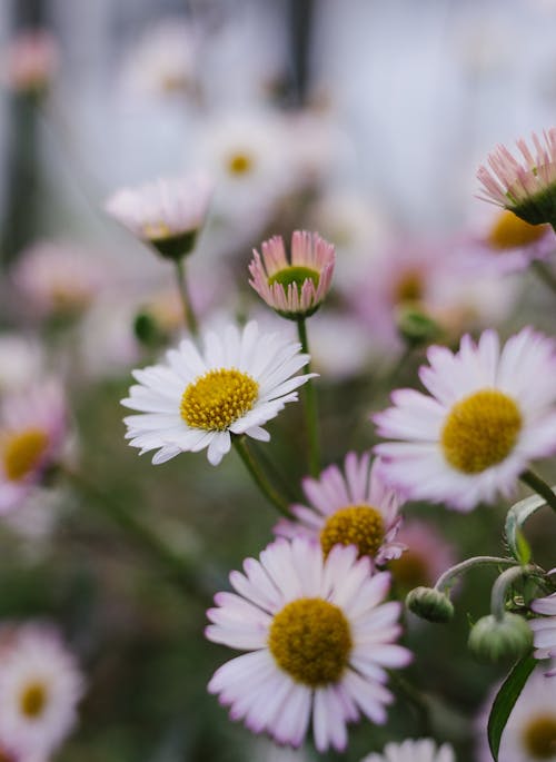 A close up of some daisies in a garden