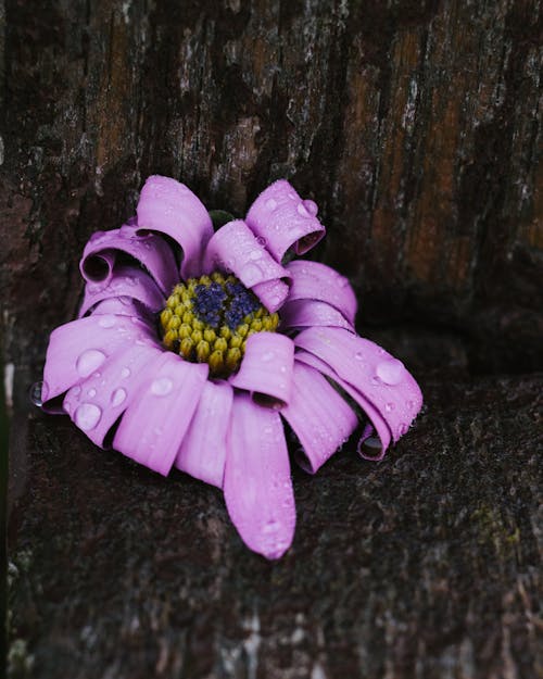 A purple flower sitting on top of a wooden post