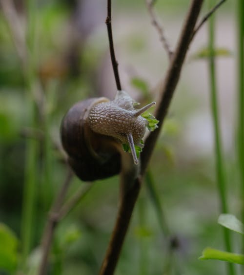 A snail is crawling on a plant in the woods