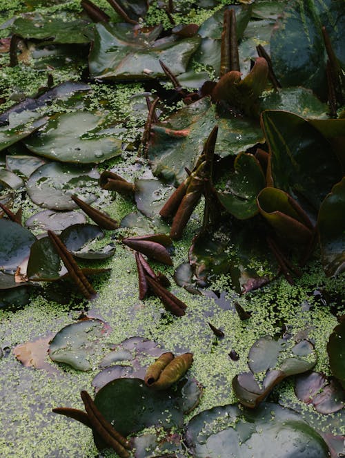 A pond with water lilies and leaves