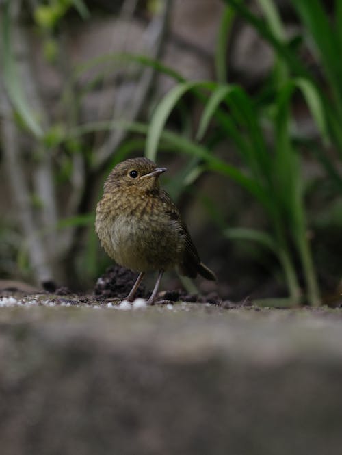 A small bird standing on a rock in the grass