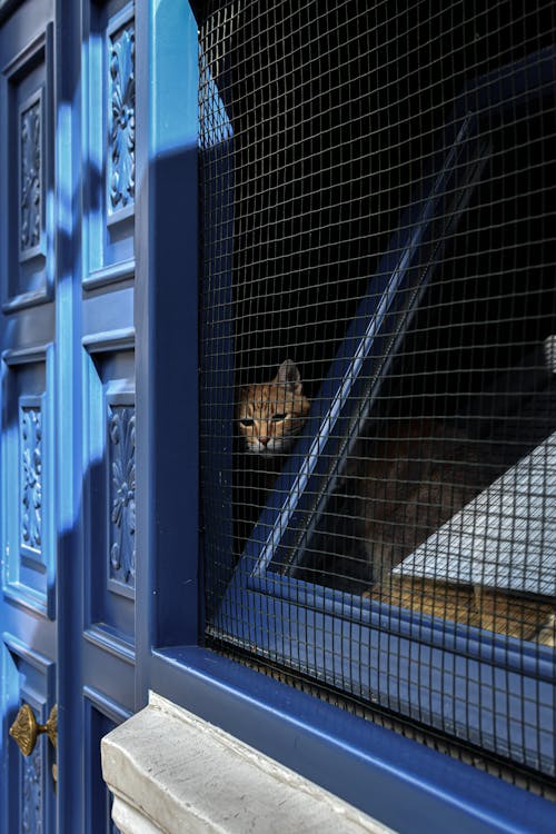 A cat peeks out of a window in a blue house