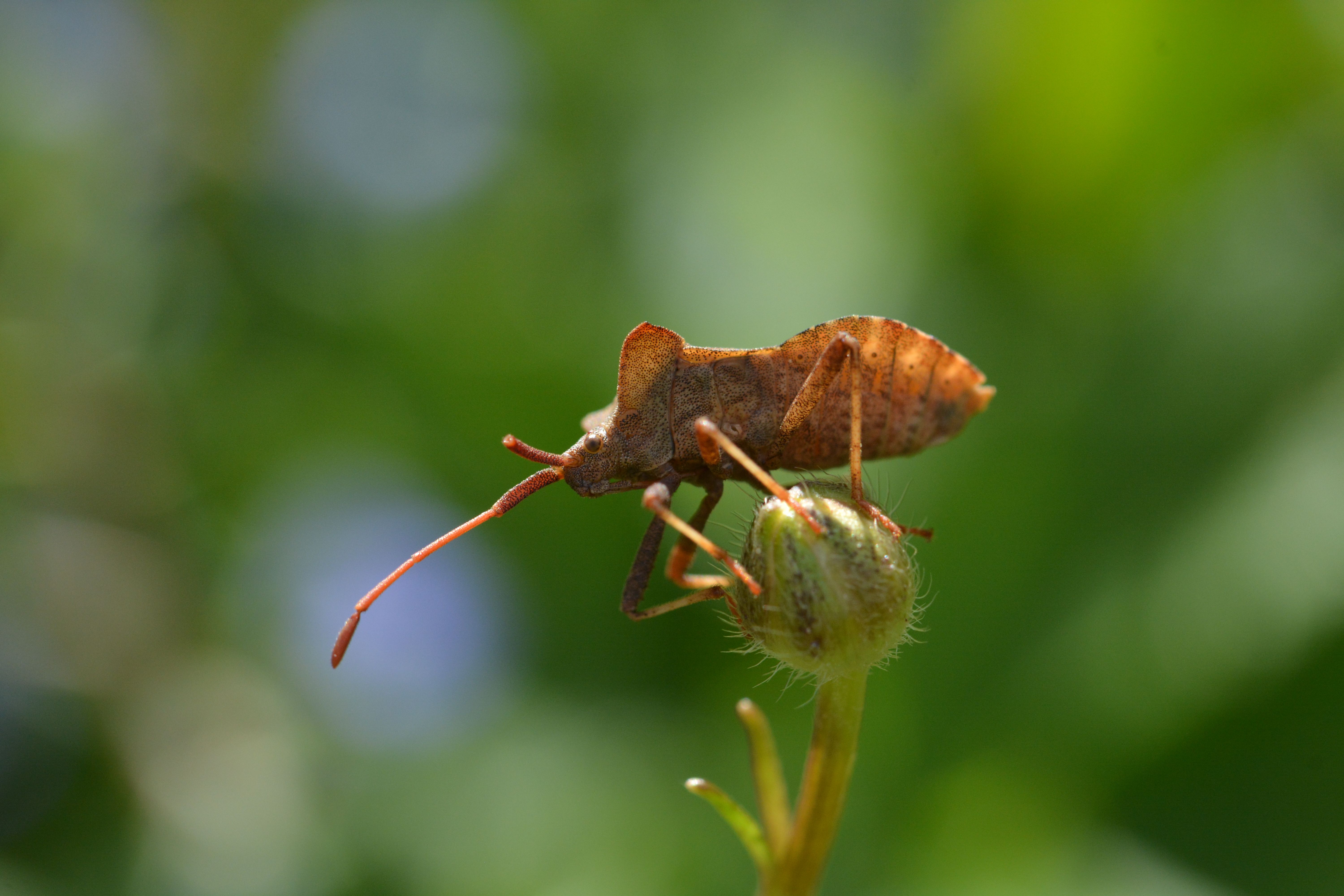 Detailed macro shot of a brown dock bug perched on a flower bud, showcasing nature's intricate beauty.