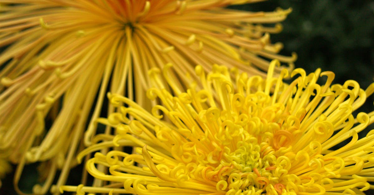 Free stock photo of chrysanthemum, flowers, yellow