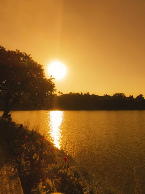 A sunset over a lake with trees and flowers