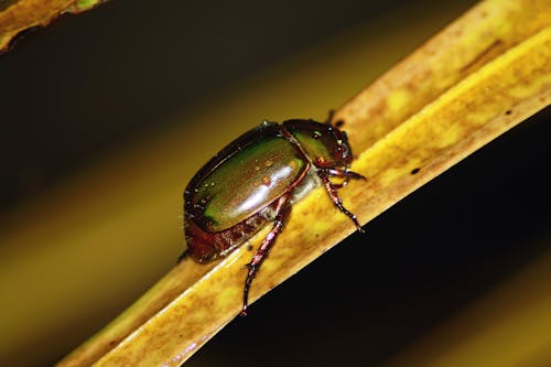 Black and Green Beetle on Brown Leaf