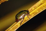 一张甲虫在叶子上休息的宏观特写，突出了它光滑的外壳和纹理