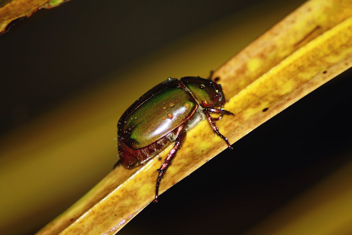 бесплатная Черный и зеленый жук на коричневом листе Стоковое фото