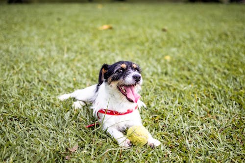 Free Selective Focus Photography of Puppy Lying on Green Grass Stock Photo