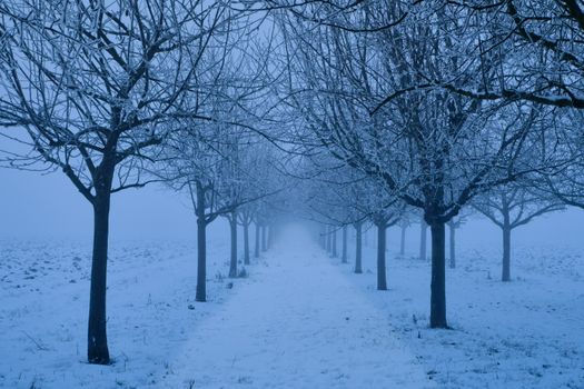 Serene winter scene with a pathway lined by snow-covered trees in foggy weather.