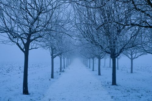 Free Serene winter scene with a pathway lined by snow-covered trees in foggy weather. Stock Photo