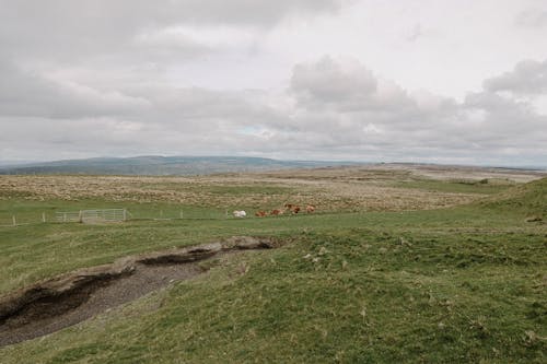 The view from the top of a hill with horses
