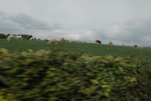 Foto profissional grátis de agricultura, ao ar livre, área