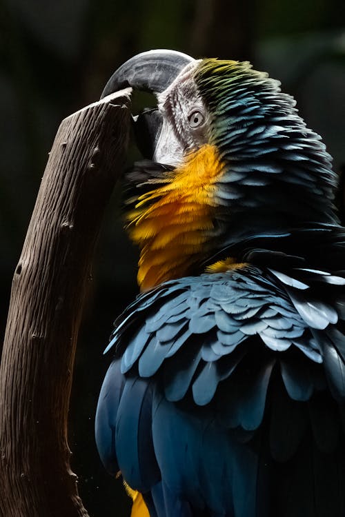 A blue and yellow parrot is sitting on a branch