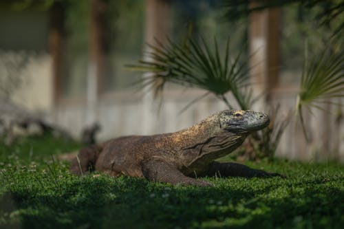A large lizard laying on the grass in a zoo