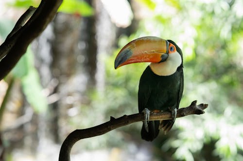 A toucan perched on a branch in a forest