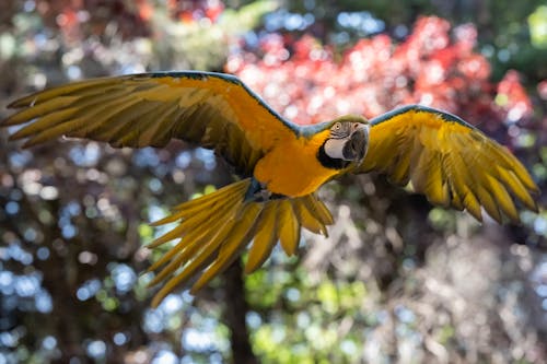 A colorful parrot flying in the air