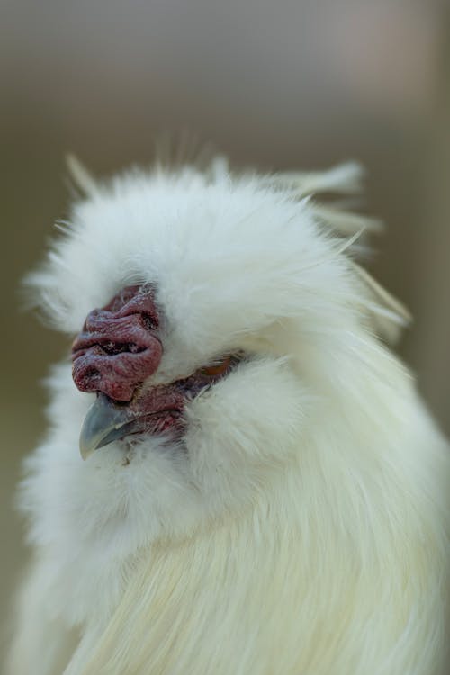 A close up of a white chicken with a red head