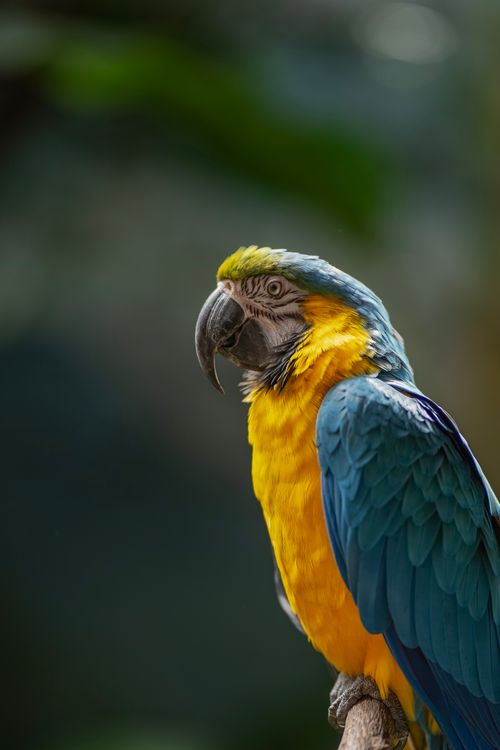 Free Vibrant blue and yellow macaw perched gracefully, captured in Madrid, Spain. Stock Photo