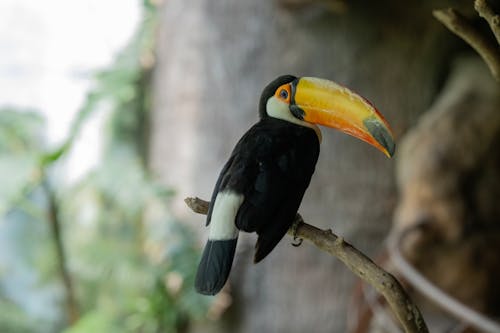 A toucan perched on a branch