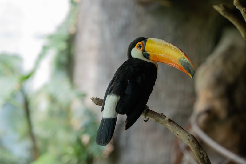 Toucan in rainforest canopy — Miguel Cuenca on Pexels