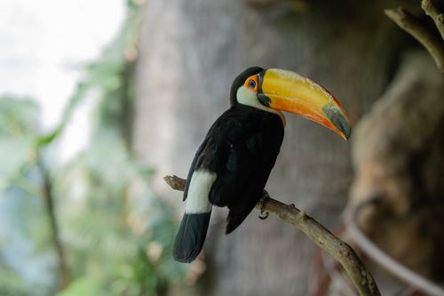 Free Close-up of a toucan perched on a branch with lush greenery in the background. Stock Photo