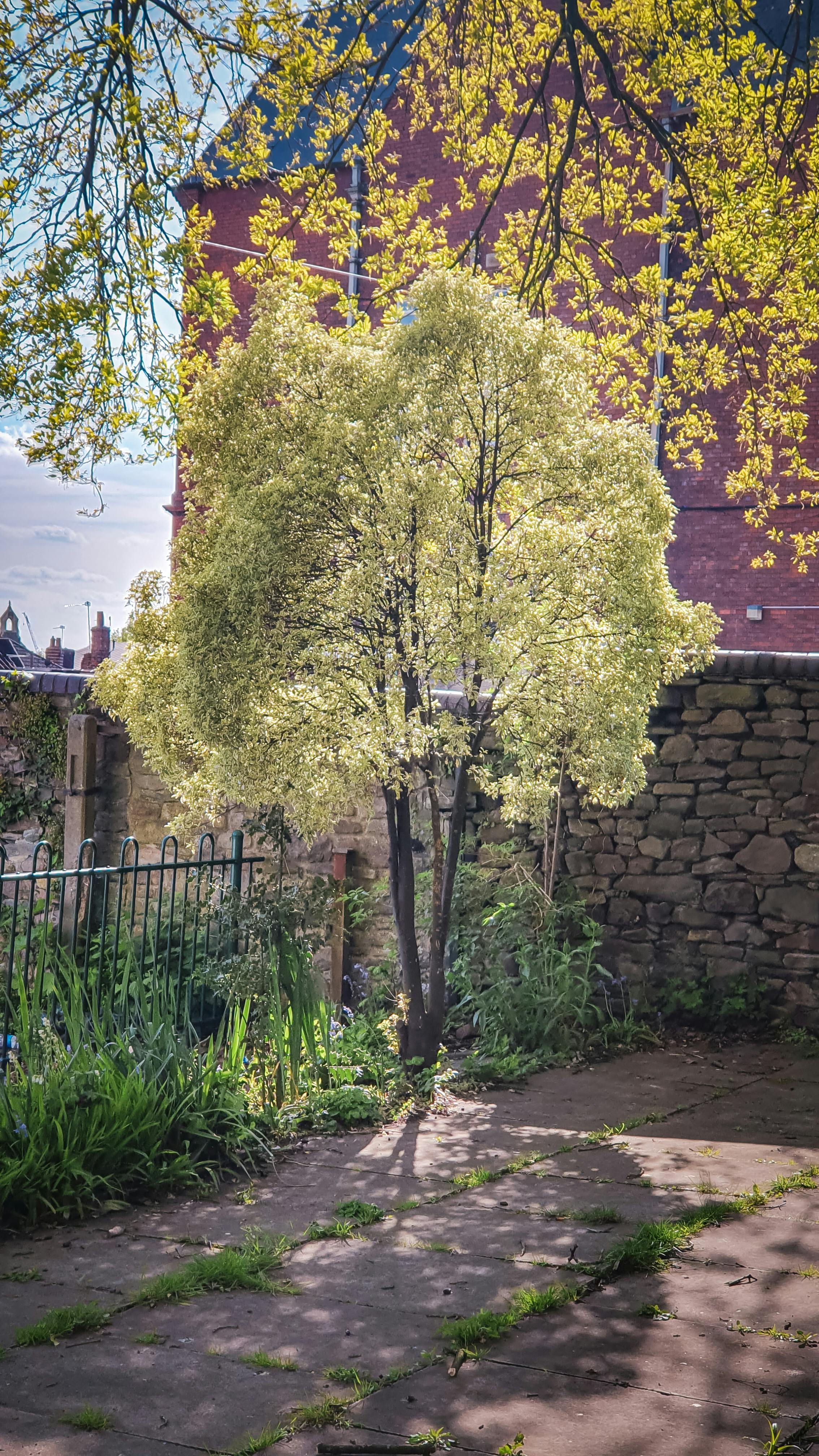 Imagine cu un copac lângă un zid de cărămidă, simbolizând creșterea și adaptarea