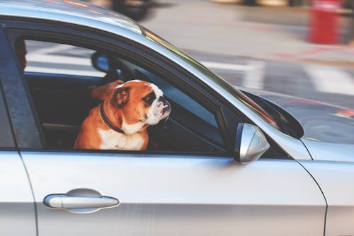 Kostenlos Englische Bulldogge Im Fahrzeug Stock-Foto
